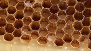 Flow Hive Honey Bee keeping  Update BAD NEWS and what to do about it