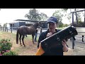 Clermont Veterinary Surgery Horse Breeding Season Video