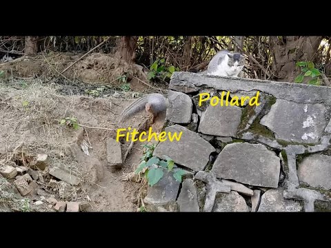 Cute, Funny and Wild Cats Meal Video 04 Dec 2020 - Street Cats