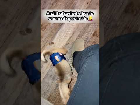 L'apprentissage de la propreté n'est pas pour les faibles ! 🤣