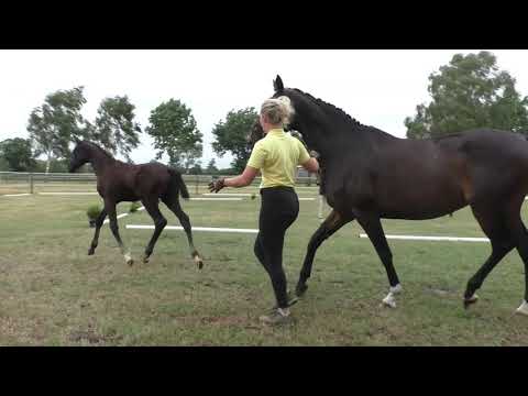 Sudweyher Fohlentermin 2020 - Kat.-Nr. 24