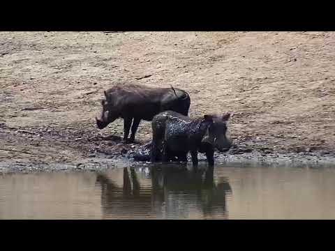 Djuma: Warthogs-family of three enjoying a drink and wallow - 11:00 - 09/12/20