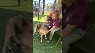 Video preview image #1 German Shepherd Dog Puppy For Sale in Pasadena, CA, USA