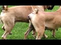 Real Boerboels Male Dog Inspecting Female Before Mating How Dogs Know When A Female Is Ready