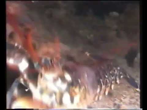 [1080p60] HRT 2, 2005. - ident raka