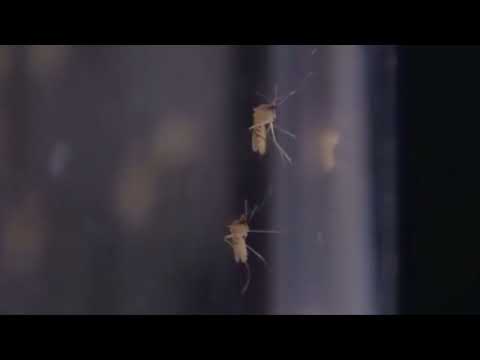 Mosquito Virus In New Jersey