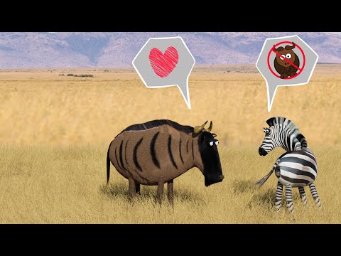 Savanna version - Zebra