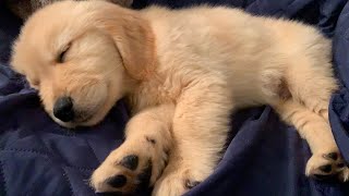 - Watch the Golden Retriever puppy sleep Zzz
