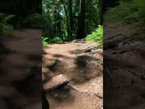 Save the Forests with Norbert Barkah 🐕#shorts