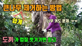 과수원 큰나무 제거하는 방법 꿀팁 풀약으로 커다란 삼나무와 잡목 빨리 죽이기 도끼의 또다른 매력?
