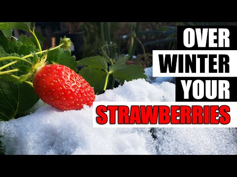 Strawberry Plant Revival Make More And More Strawberry Plants