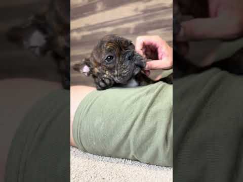 Video 6