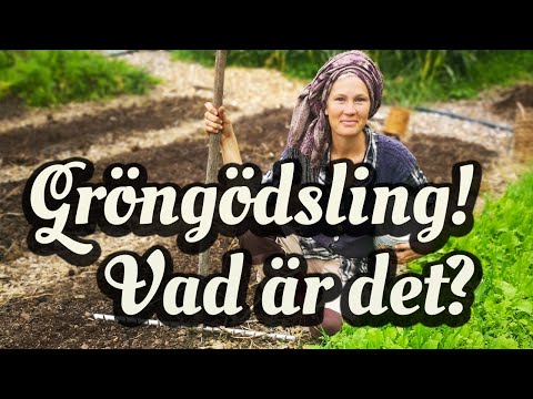 Så använder vi gröngödsling på hösten för att skapa bördig jord och bekämpa ogräs