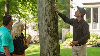 Preparing Trees for Severe Weather