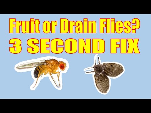 Easy 3 Second Fix for Drain and Fruit Flies
