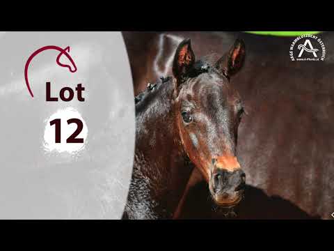 Lot12 FOR AUSTRIA SA - 1. österreichische online Fohlenauktion