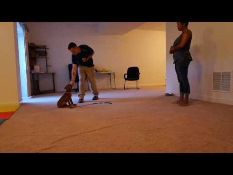 Sit - stay with Release cue ( Free )