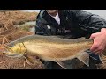 Video Thumbnail for 10.5lb Tiger Trout, Near Provincial Record.