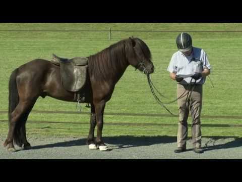 Spori von Aegidienberg - ehemaliges Verkaufspferd