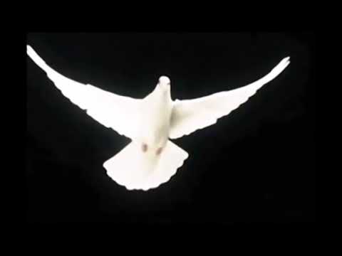 Ayayai Mi Palomita - Corazon Serrano