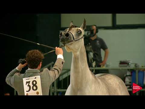 N 38 AQIL AL SHAQAB   Wels 2019   Colts 2 years old Class 4