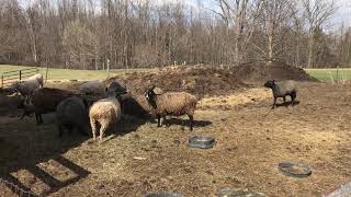 Meet the Lambs at Paradise Bay Farm