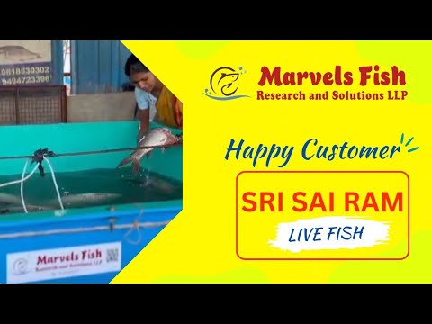 Live Fish Retail Shops
