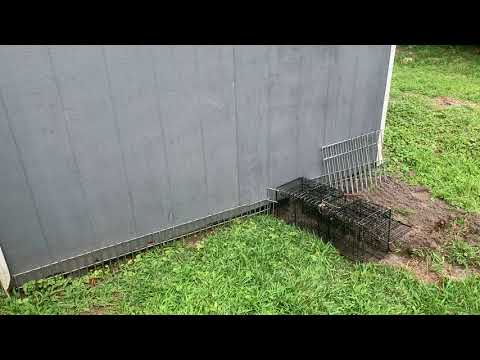 Groundhog Really Digs Homeowners Flower Garden in Eatontown, NJ