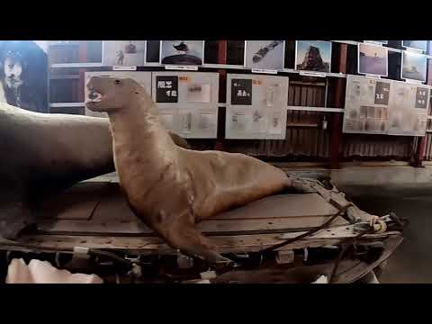 Vimos exhibiciones sobre la investigación antártica en el acuario más septentrional de Japón, el "Acuario de corriente fría de Noshappu" y el "Museo de ciencia juvenil de la ciudad de Wakkanai", ubicado cerca del cabo Noshappu.