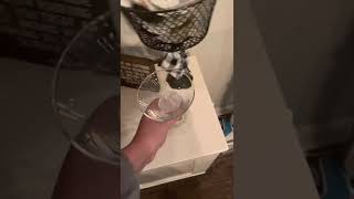 How to use Bartesian Cocktail Mixer (how-to assignment)