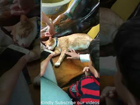 Kids playing with cat - aaryan and raizel - phuket (2018)