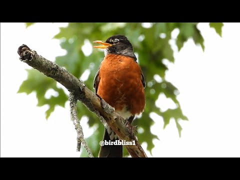 Cat TV -American Robin Bird Sound