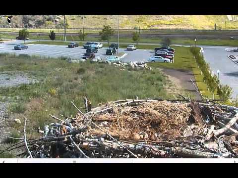 Video 2013 06 17 092350  Hellgate Osprey  chick alone for a few seconds for close ups  10 21 pm