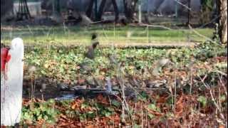 Waxwing invasion of Budapest