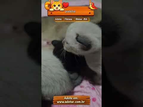 Vídeo de pretcha