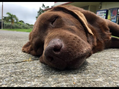 Okinawa’s Jungle Warfare Training Center says goodbye to ‘one of the guys’