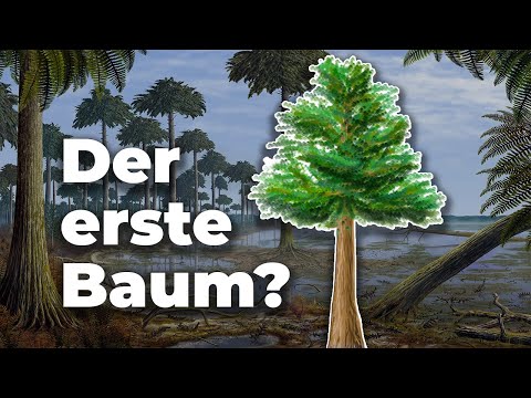 Der erste Baum der Erde – Wie Archaeopteris unseren Planeten veränderte