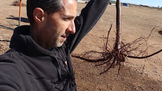 Planting a Weeping Santa Rosa Plum Tree for My Dad