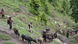 Download lagu Our JK🌲Sawan Ki Bahaar🌲Pahari Video Song Pahari Gojri Song Pahari Song Gujri Geet Pahadi Song J&K mp3