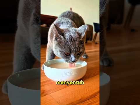 Kucing vs Anjing Saat Minum Air! Fakta Sains yang Jarang Diketahui 🐱💧
