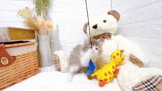 サイベリアンの動画02