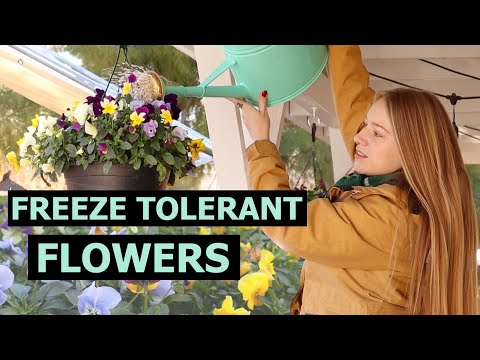 Which Flowers Grow in Winter Season - Cold Tolerant Plants