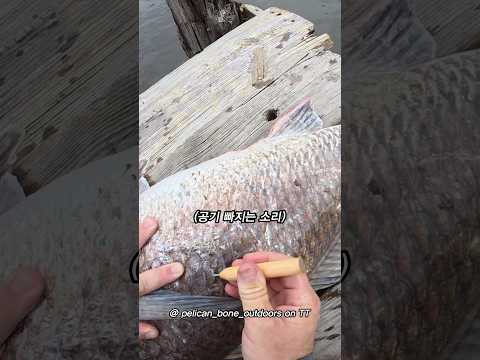 부레에 공기 찬 물고기 살려주기