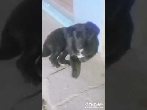 🐶🐶kukurko kathaa