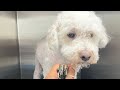 𝑺𝒉𝒂𝒆𝑻𝑽 Is Going Live Shaving Down A HEAVILY MATTED DOG