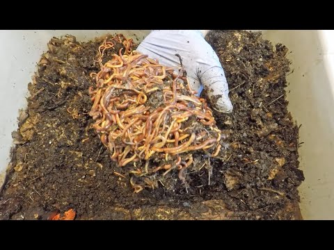 Starved worms after 2 weeks & feeding newest 5-week old bin - vermicomposting