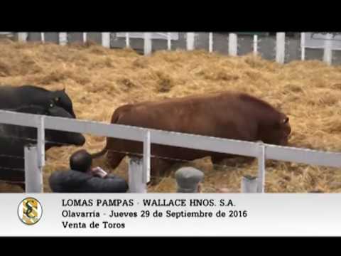 29-09-16 - Venta de Toros - Lomas Pampas - Olavarria