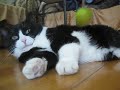 ASMR Close Up On The Floor With Piccolina The Cat Rubber Ball Sounds Airplane Car Sounds