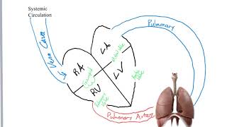 Concept Map: Blood Flow Through the Heart and Lungs