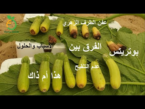 , title : 'مشاكل ثمار الكوسة مع الشرح الكامل Diseases affecting zucchini fruits and their treatment'